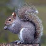 scoiattoli a rischio ai giardini di Nervi