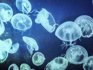 Sub in pericolo per una medusa ad Arenzano