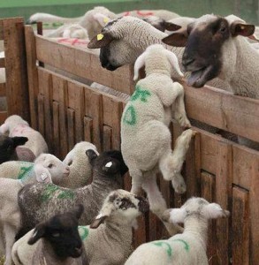 Appello a non mangiare agnello a Pasqua