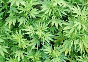 Tenta di nascondere la marijuana negli slip, denunciato