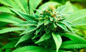 Coltiva cannabis, denunciato 35enne