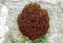 Genova – Sciame d’api in via Casaregis