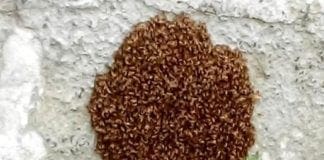 Genova – Sciame d’api in via Casaregis