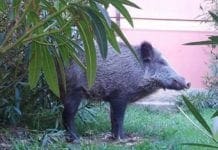 Zoagli – Cinghiale cerca di entrare in una villa ma resta intrappolato in un cancello
