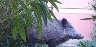 Cinghiali a Genova – Cambiano le “direttive”, ora si spara