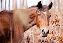 Quezzi – Vigili del Fuoco salvano cavalli in un maneggio