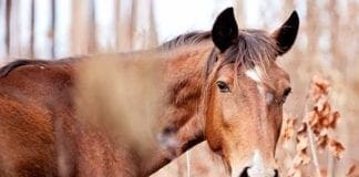 Sestri Levante, giovane cavallo cade in un canale: in corso le operazioni di salvataggio