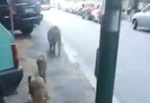 Genova, cinghiali in via Cadorna, la polizia locale invita alla massima attenzione