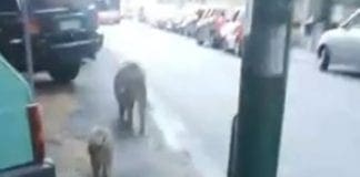 Marassi – Cinghiali a spasso in pieno giorno in viale Bracelli