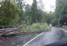 Santa Margherita, domani i lavori di rimozione delle radici degli alberi abbattuti