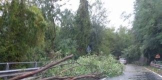 Santa Margherita, domani i lavori di rimozione delle radici degli alberi abbattuti