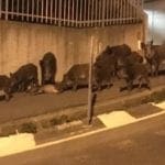 cinghiali in città