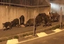 Genova, cinghiali per strada nella notte: numerose segnalazioni cinghiali in città