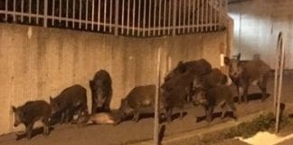 Emergenza cinghiali a Genova, ancora una nottata di passeggiate per strada cinghiali in città