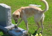 Cimiteri comuni per persone ed animali, la proposta di legge del Movimento 5 Stelle