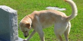 Cimiteri comuni per persone ed animali, la proposta di legge del Movimento 5 Stelle