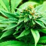 Val Fontanabuona, casolare trasformato in serra per la marijuana marijuana cannabis