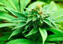 Produzione di cannabis light alterata per lo spaccio, nei guai azienda ingauna marijuana cannabis
