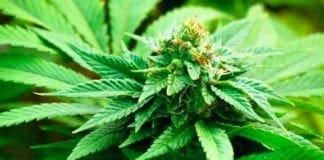 Pra’ – Spaccia cannabis, pusher denunciato grazie all’app YOUPOL marijuana cannabis