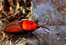 Pegli – Un convegno sulle palme che stanno morendo e l’unico che le cura non è invitato Punteruolo rosso