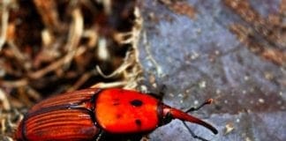 Loano – Abbattute altre 30 palme infestate dal punteruolo rosso, si potevano salvare? Punteruolo rosso