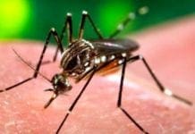 Infestazione da zanzara tigre – Il Comune di Genova stanzia 4.400 euro annui per tutti i Cimiteri cittadini zanzara tigre