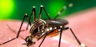 Cimitero di Staglieno invaso dalle erbacce e infestato da zanzara tigre zanzara tigre