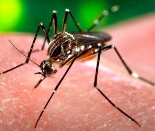 Genova, virus West Nile in un uccello in centro, scatta la disinfestazione zanzara tigre