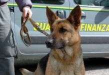 Savona – Cane antidroga della Finanza scopre spacciatore in piazza Sisto IV