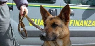 Cercano di ingannare il cane poliziotto con profumi, ma lui scopre il denaro nascosto – VIDEO