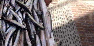 Sestri Levante, nottata di pesca record per le acciughe