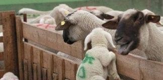 Controlli Enpa su trasporto agnelli per Pasqua