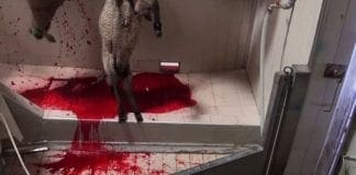 Strage di agnelli per Pasqua – Video choc sulla macellazione