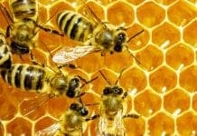 Apicoltura – Annata disastrosa per il miele, chiesto lo stato di calamità per le gelate di aprile Api, miele, favo