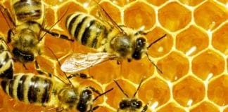 Mieli di Parchi della Liguria, domenica 26 marzo la premiazione a Torriglia Api, miele, favo