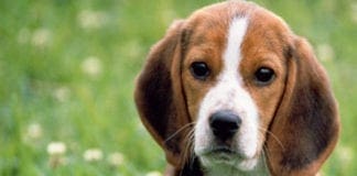 Animali spaventati dai botti, il bilancio dell’Enpa non è positivo