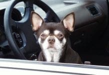 Genova, lasciano il cane nell’auto sotto il sole e muore