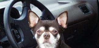 Genova, lasciano il cane nell’auto sotto il sole e muore