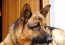 Genova, al via un servizio per la cremazione etica degli animali da compagnia