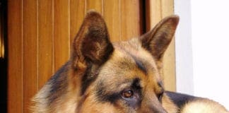 Taggia, cane abbaia con insistenza e i vicini scoprono che il padrone è morto