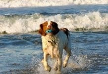 Liguria, niente cani sulle spiagge libere, lo ha confermato il TAR cane sulla spiaggia