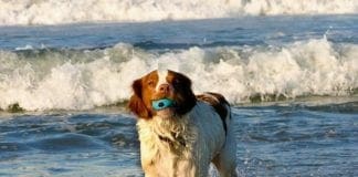 Spiaggia per cani a Ospedaletti – Scontro non solo verbale con il Sindaco cane sulla spiaggia