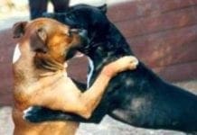Marassi – Aizza il pittbull contro la madre e la fa mordere, arrestato 46enne combattimenti cani