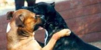 La Spezia – Molossi aggrediscono e uccidono una barboncina, proprietario multato e denunciato combattimenti cani