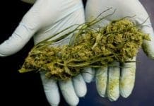 Sanità – Cannabis terapeutica, ok all’unanimità dal Consiglio Regionale