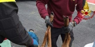 Capriolo ferito nella Villa di Renzo Piano a Vesima, morto dopo ore senza soccorso