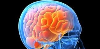 Firenze, muore un bimbo di 22 mesi. Confermata la diagnosi di meningite cervello