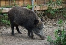 Peste suina in Liguria, Caccia chiusa per 30 giorni, abbattimenti e parchi urbani aperti alle passeggiate