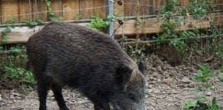 Ucciso il cinghiale entrato nel parcheggio del Galliera