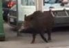 Sampierdarena, cinghiale a spasso in via Cantore Cinghiali strada Genova